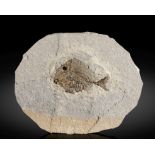 Rare poisson corallien de Bolca Rare Coral Fish Fossil from Bolca