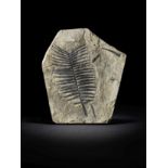 Feuille de palmier fran&#231;ais fossile French Fossil Palm Frond