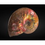 Exceptionnelle ammonite opalescente Exceptional Opalescent Ammonite