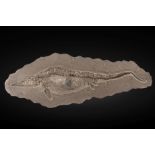 Exceptionnel squelette d'ichthyosaure Exceptional Ichthyosaur