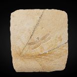 Libellule fossile Fossil Dragonfly