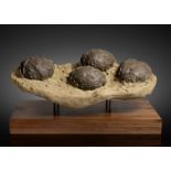 Ensemble de quatre oeufs de dinosaure Clutch of Four Dinosaur Eggs