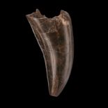 Dent de T.rex T.Rex tooth