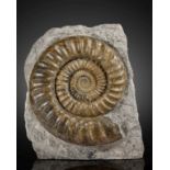 Ammonite sculpturale sur matrice Sculptural Ammonite on Matrix