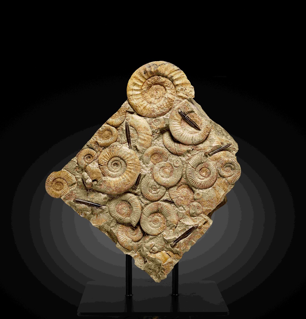Fond de mer fossile pr&#233;sentant des ammonites et des belemnites Seabed with Ammonites and Bel... - Image 2 of 3