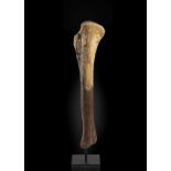 Tibia de raptor Raptor Leg Bone