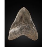 Dent fossile de requin Fossil Shark's Tooth