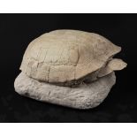 Tortue fossile sur matrice Fossil Tortoise on Matrix