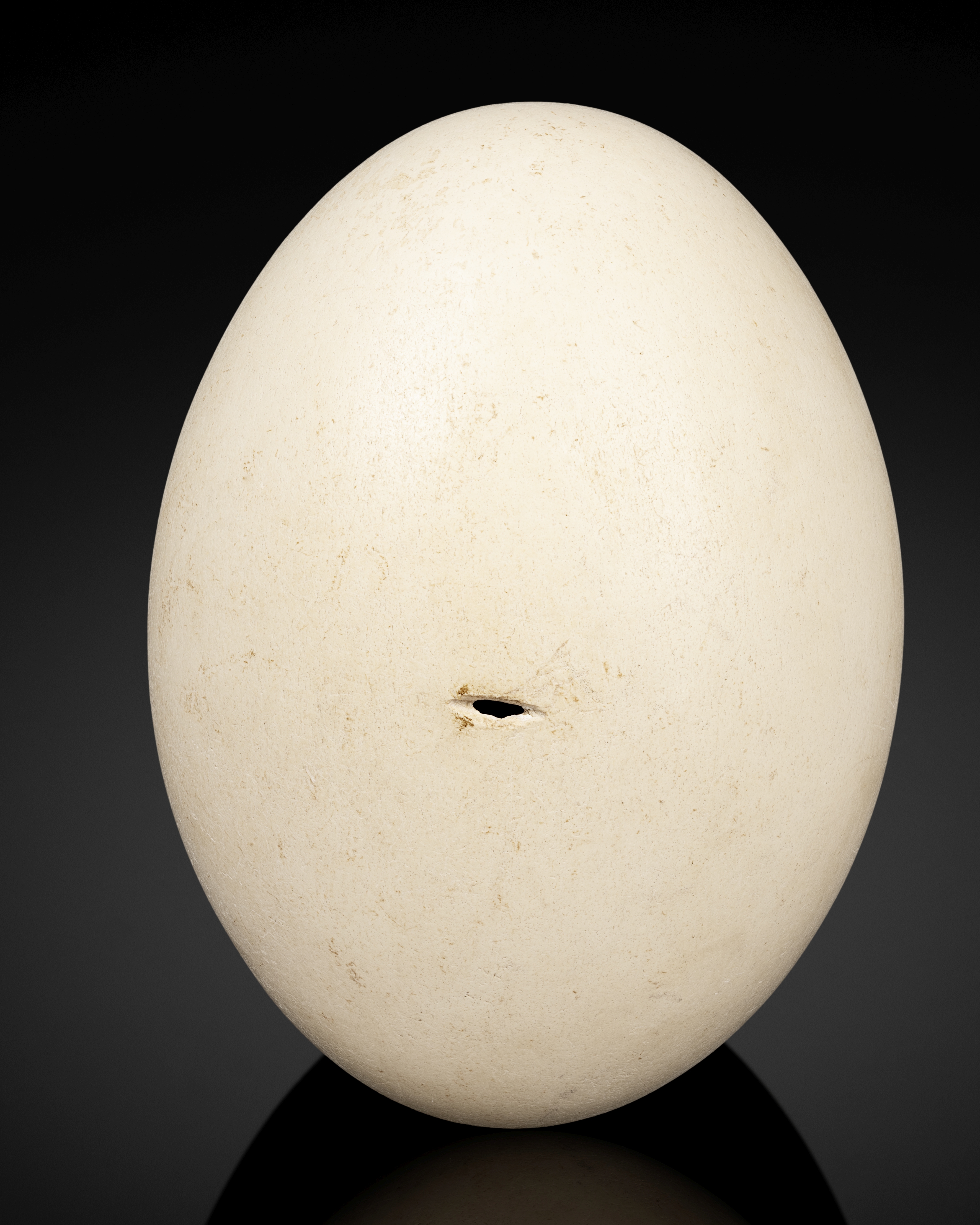 Oeuf d'aepyornis dit 'oiseau-&#233;l&#233;phant' Extinct Elephant Bird Egg with Alimentation Hole