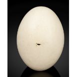 Oeuf d'aepyornis dit 'oiseau-&#233;l&#233;phant' Extinct Elephant Bird Egg with Alimentation Hole