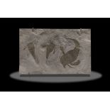 Plaque fossile pr&#233;sentant trois scorpions de mer Fossil Sea Scorpions