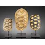 Trois carapaces de tortue sur socles Three Tortoise Shells on Stands