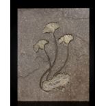 Triple lys de mer fossile Triple Fossil Sea Lillies