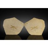 Libellule fossile (positif et n&#233;gatif) Fossil Dragonfly Positive/Negative Preservation