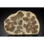 Exceptionnelle plaque fossile pr&#233;sentant un groupe de trilobites apr&#232;s extinction simul...