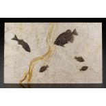 Plaque murale fossile &#224; ligne orange pr&#233;sentant des poissons Fossil Fish Mural with Aes...