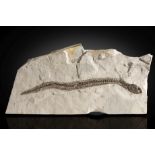 Rare anguille fossile Rare Fossil Eel from Bolca