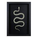 Squelette de serpent aquatique encadr&#233; Water snake skeleton, framed