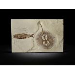 Plaque fossile pr&#233;sentant une raie et un poisson Fossil Stingray with Fossil Fish