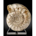 Grande ammonite Large Ammonite