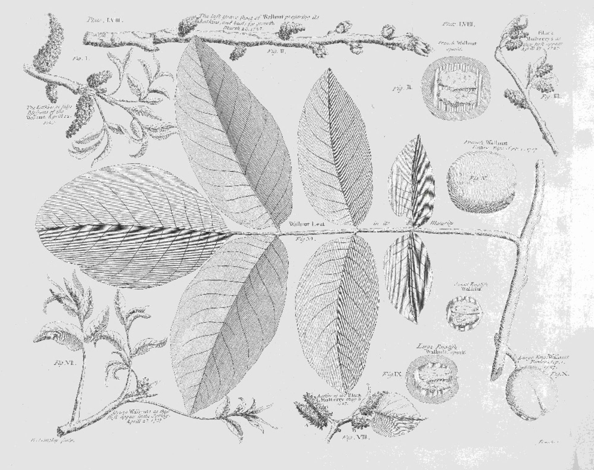 LANGLEY (BATTY) Pomona: or, the Fruit-Garden Illustrated, FIRST EDITION, G. Strahan, R. Gosling, ... - Bild 3 aus 3