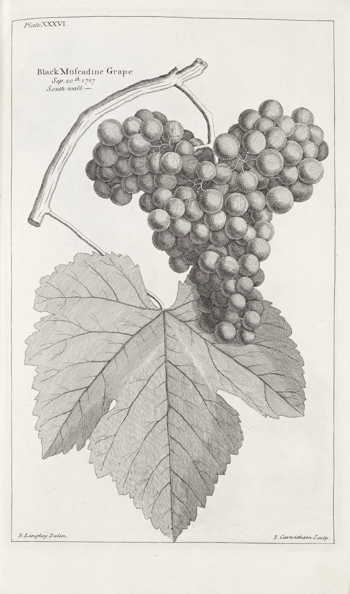 LANGLEY (BATTY) Pomona: or, the Fruit-Garden Illustrated, FIRST EDITION, G. Strahan, R. Gosling, ...