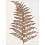 FERNS Flintoft's Collection of the British Ferns in the English Lake District [titled on upper co...
