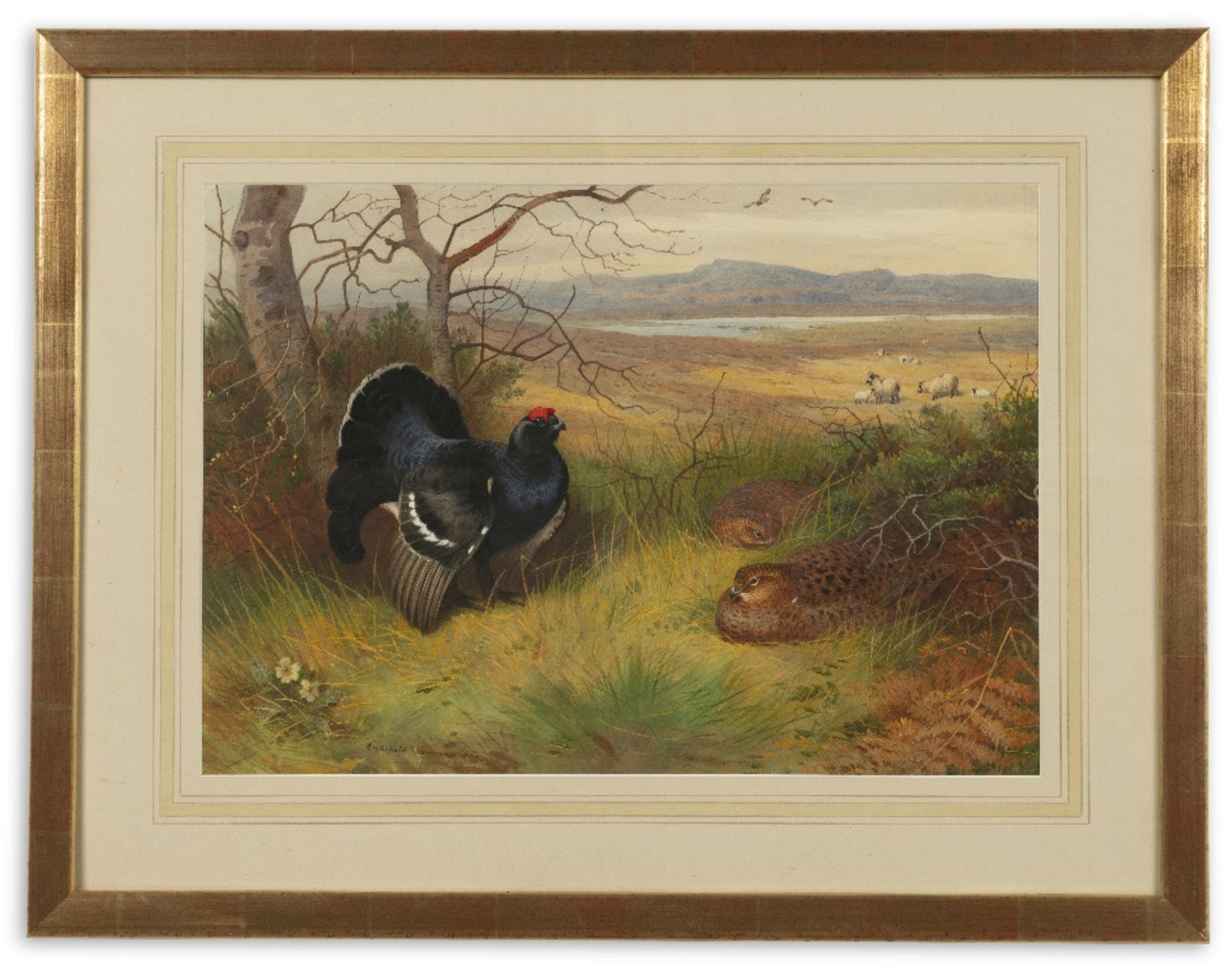 Archibald Thorburn (British, 1860-1935) Blackcock and two hens in a highland landscape - Image 2 of 2