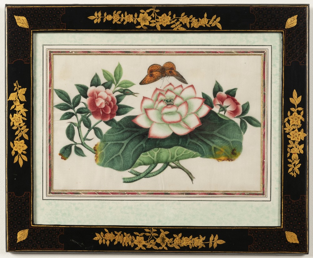 Chinese School, 19th Century Studies of flowers including peonies and camellias and butterflies i... - Image 3 of 12