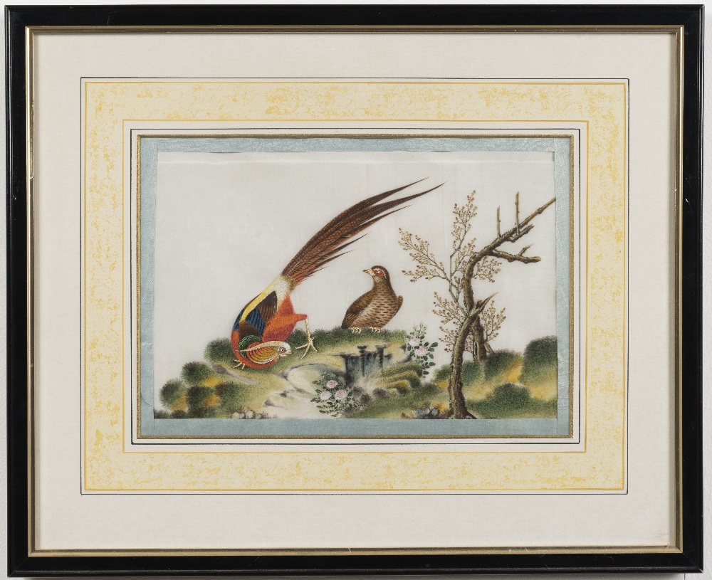 Chinese School, 19th Century Studies of exotic East Asian birds against blossoming branches A set... - Image 10 of 16
