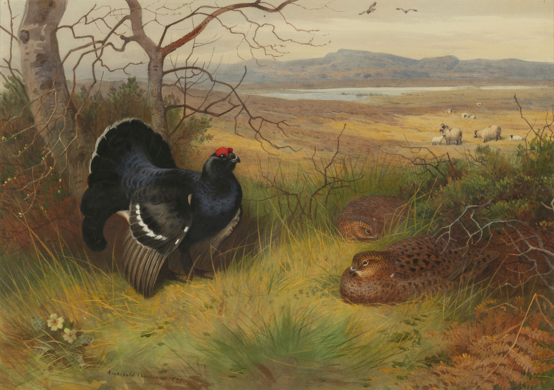 Archibald Thorburn (British, 1860-1935) Blackcock and two hens in a highland landscape