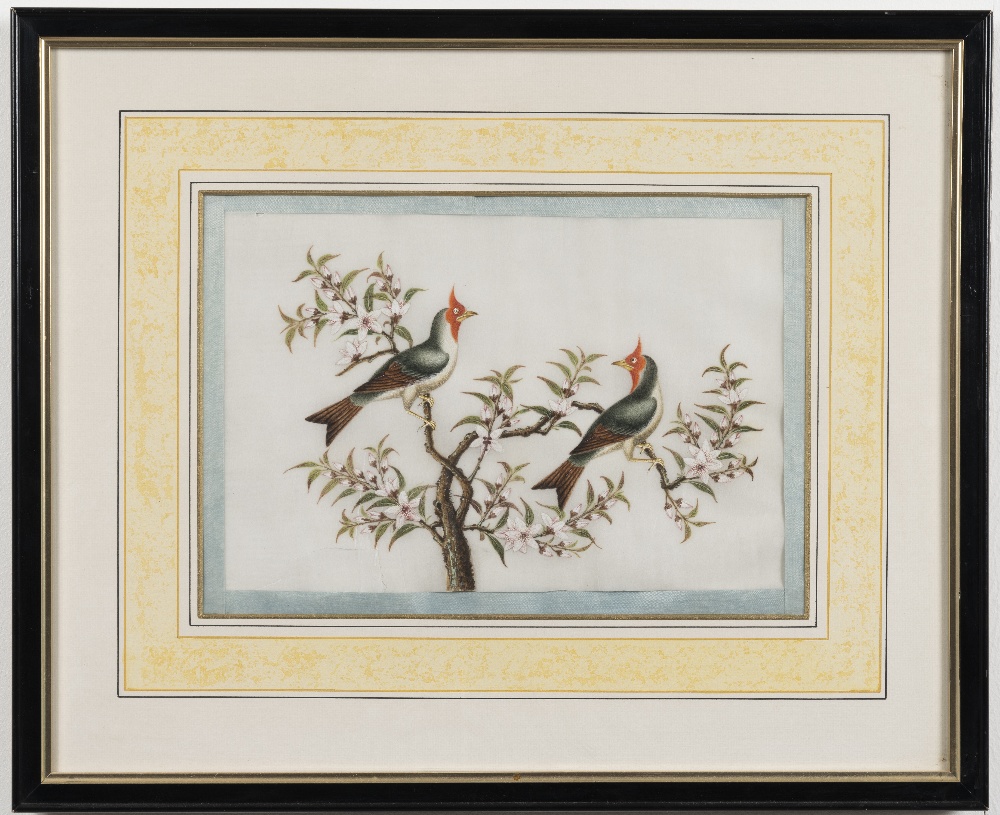 Chinese School, 19th Century Studies of exotic East Asian birds against blossoming branches A set... - Image 5 of 16