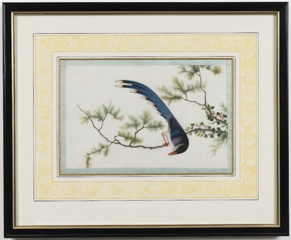 Chinese School, 19th Century Studies of exotic East Asian birds against blossoming branches A set... - Image 8 of 16