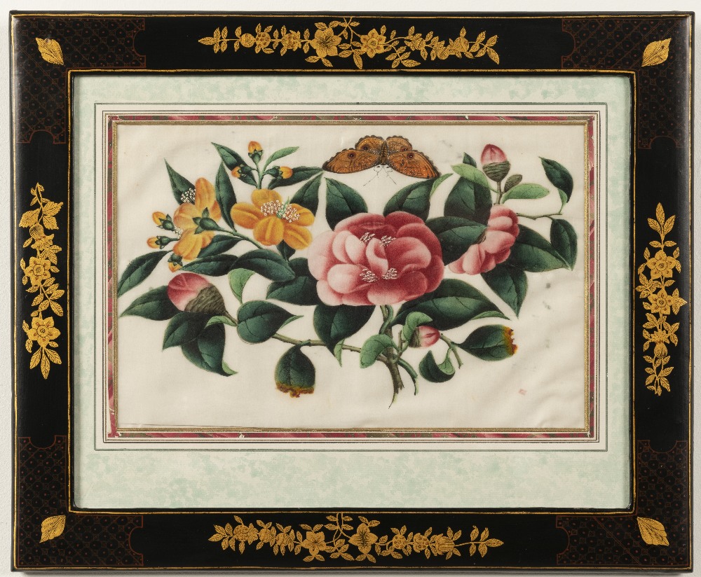 Chinese School, 19th Century Studies of flowers including peonies and camellias and butterflies i... - Image 11 of 12