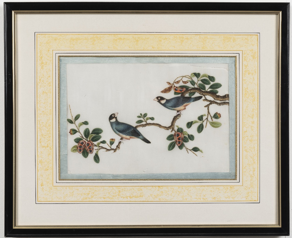 Chinese School, 19th Century Studies of exotic East Asian birds against blossoming branches A set...