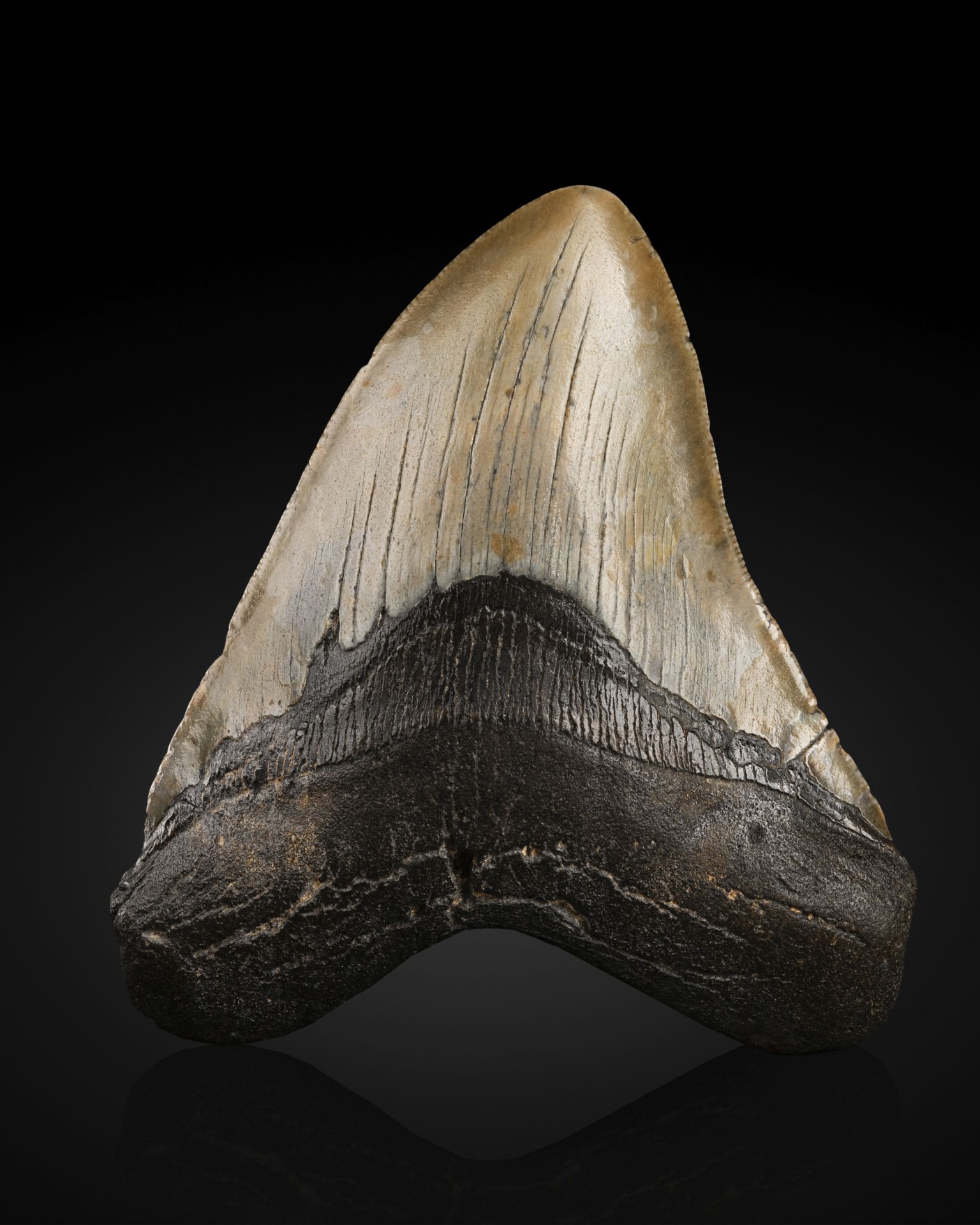 Grande dent de M&#233;galodon Large Megalodon tooth