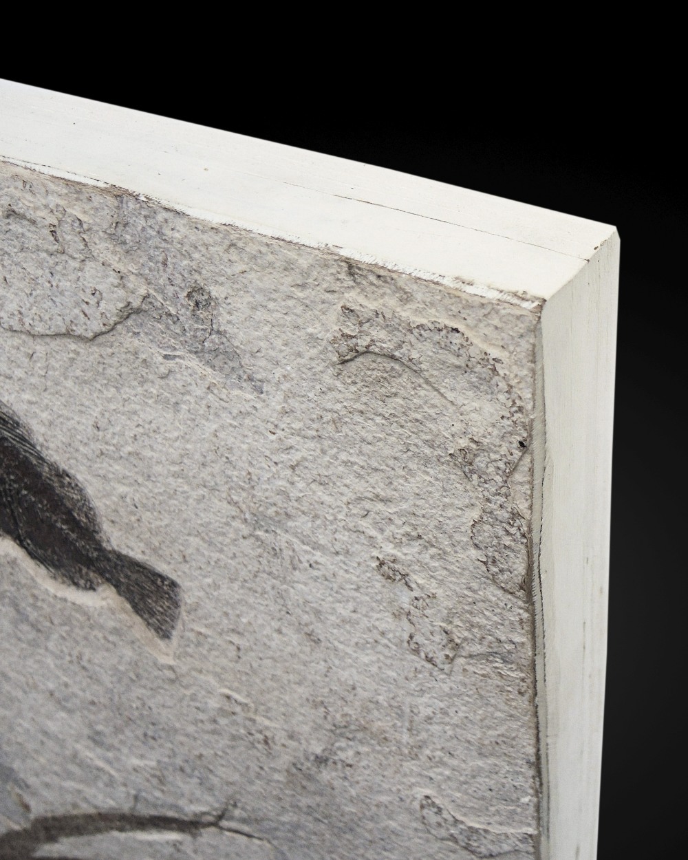 Plaque fossile pr&#233;sentant des poissons et des plantes Fossil Fish Mural With Plants - Image 5 of 5