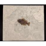 &#201;l&#233;gante plaque fossile de poisson du Wyoming Very Decorative Wyoming Fish