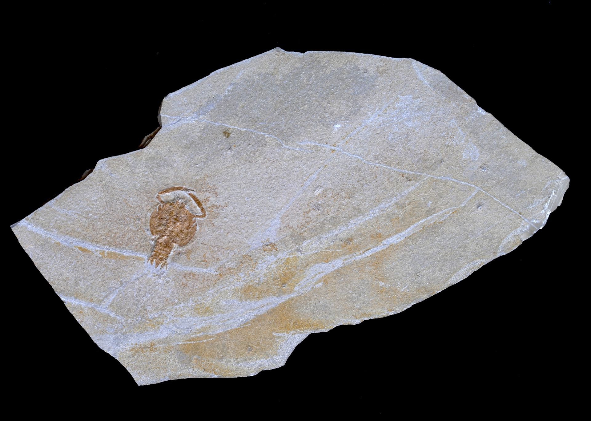 Crabe fossile sur plaque de calcaire Fossil Crab in Limestone