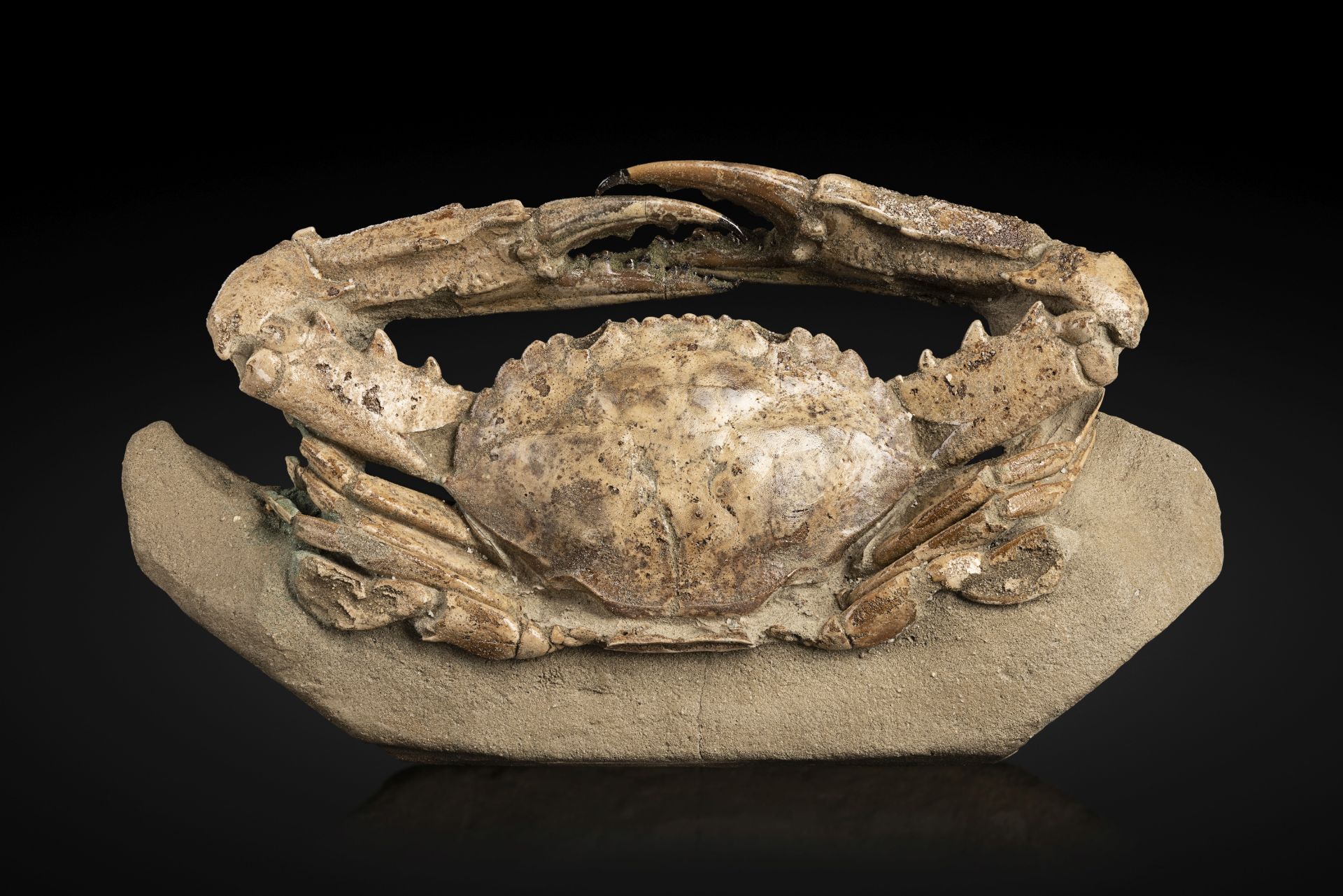 Tr&#232;s grand crabe fossile m&#226;le Giant spiny male crab fossil