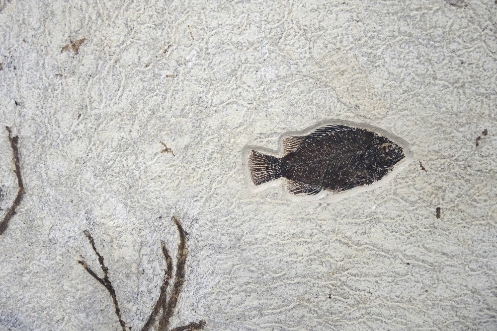 Plaque fossile pr&#233;sentant un poisson et une plante Fossil Fish with Plant - Image 3 of 4