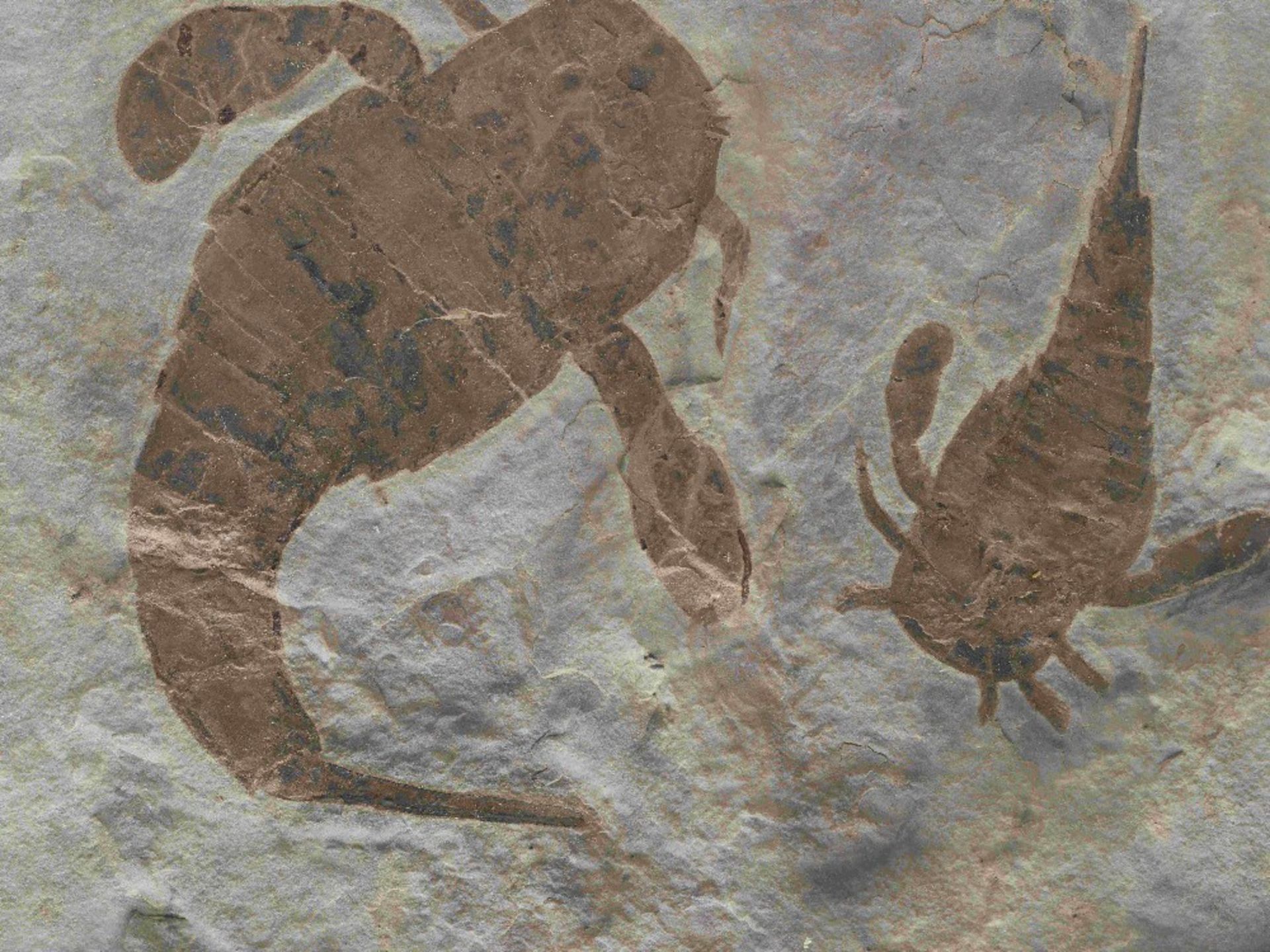 Plaque fossile pr&#233;sentant trois scorpions de mer Fossil Sea Scorpions - Image 8 of 9