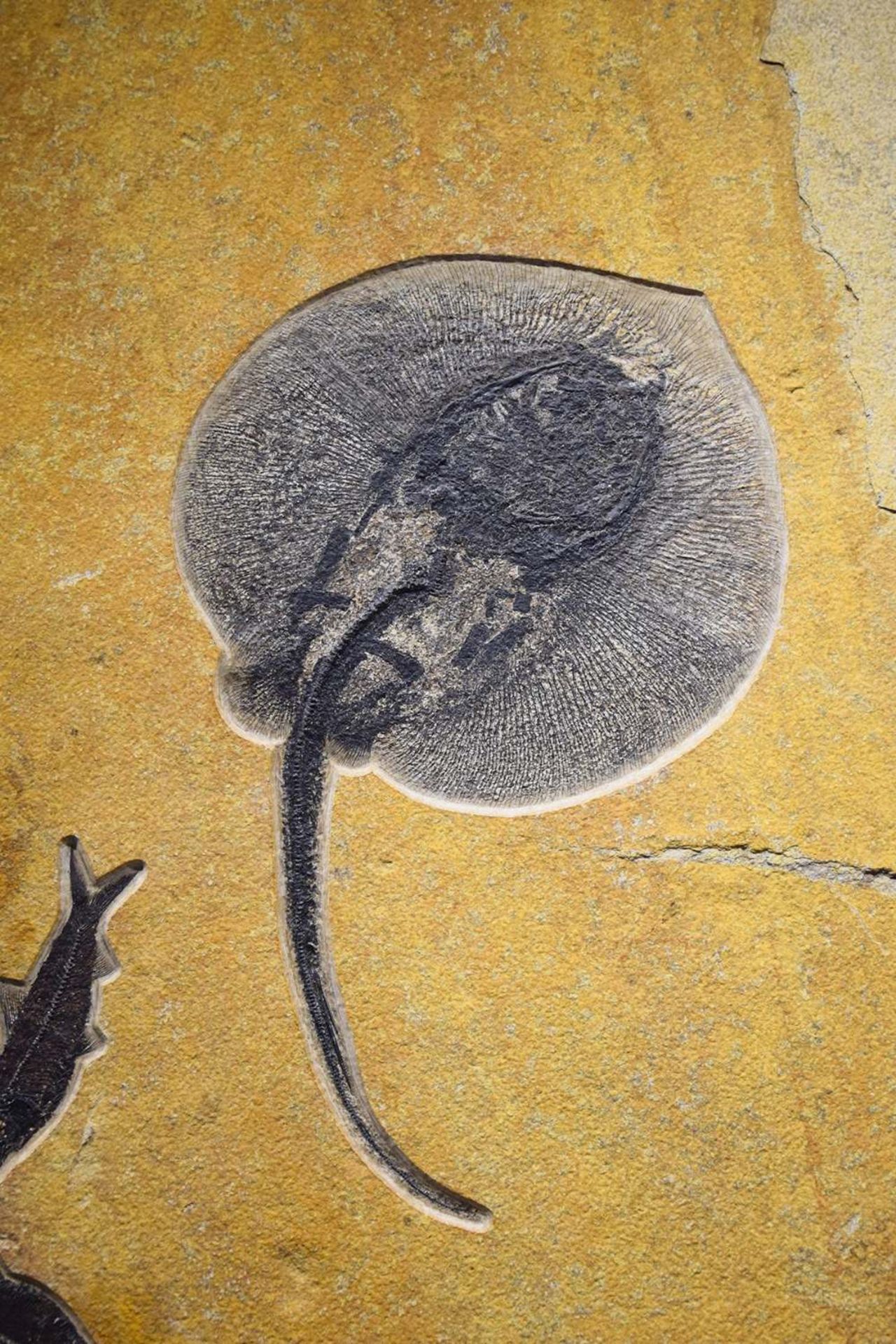 Plaque fossile pr&#233;sentant une raie et des poissons Fossil Stingray with Fish - Bild 5 aus 5