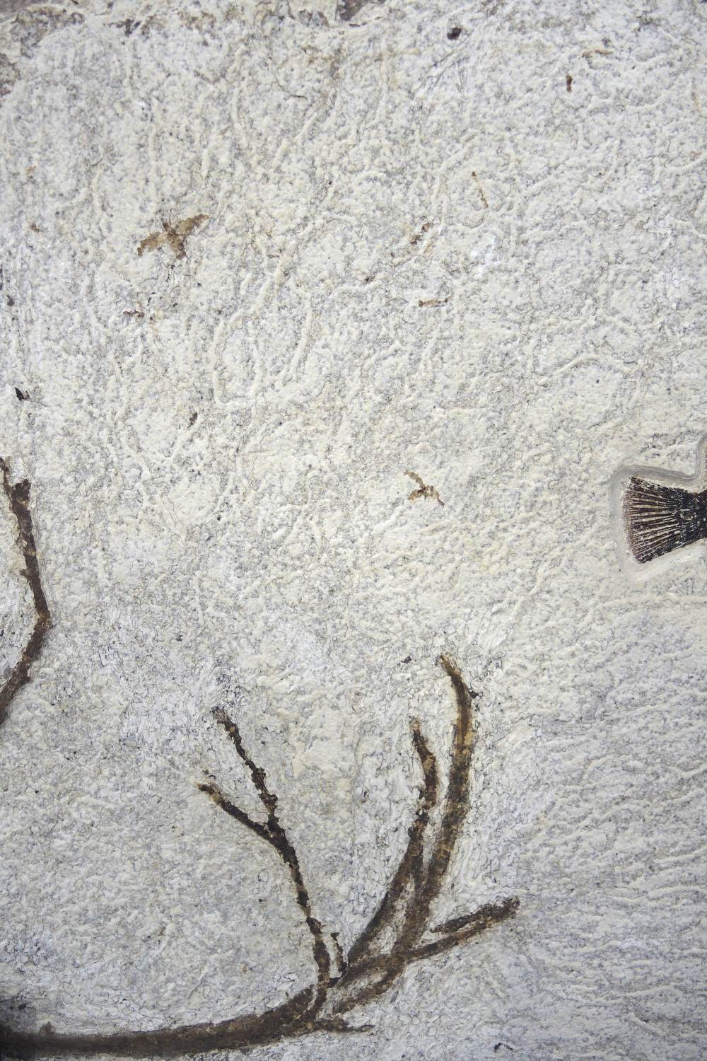 Plaque fossile pr&#233;sentant un poisson et une plante Fossil Fish with Plant - Image 2 of 4