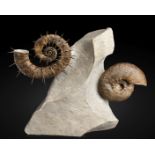 Cluster d'ammonites sur leur sculpturale matrice Ammonite Cluster on Sculptural Matrix