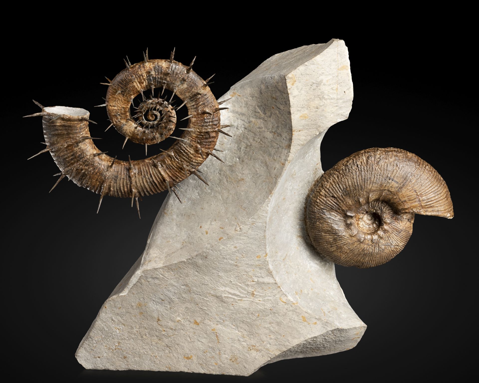 Cluster d'ammonites sur leur sculpturale matrice Ammonite Cluster on Sculptural Matrix