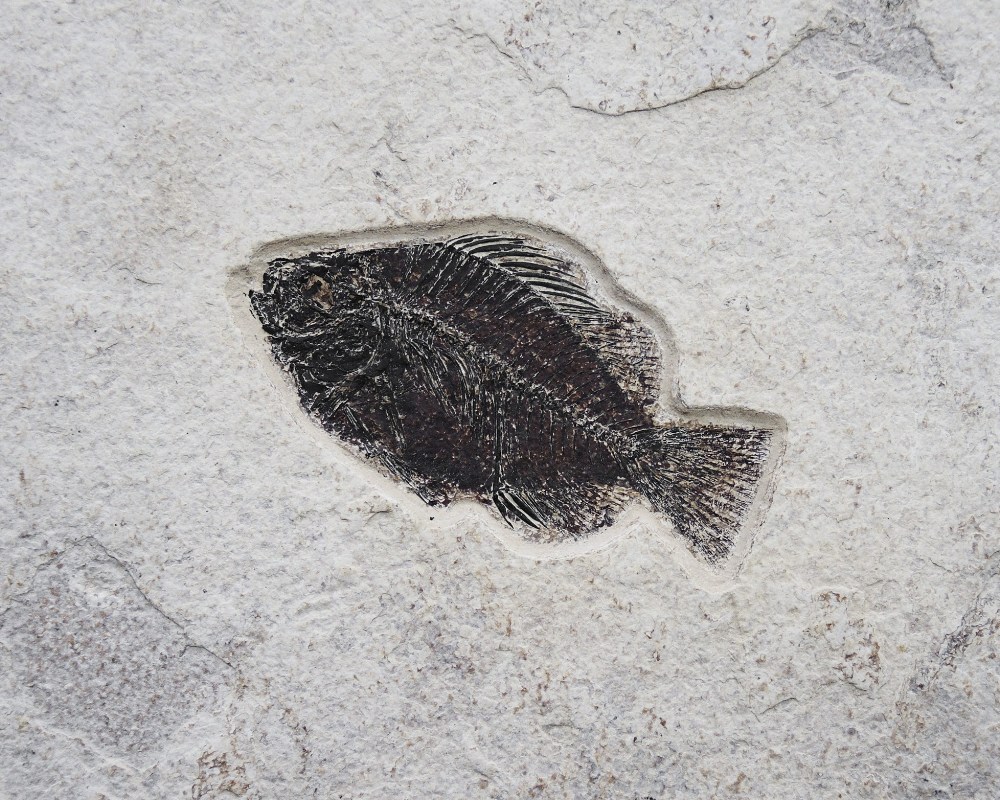 Plaque fossile pr&#233;sentant des poissons et des plantes Fossil Fish Mural With Plants - Image 3 of 5