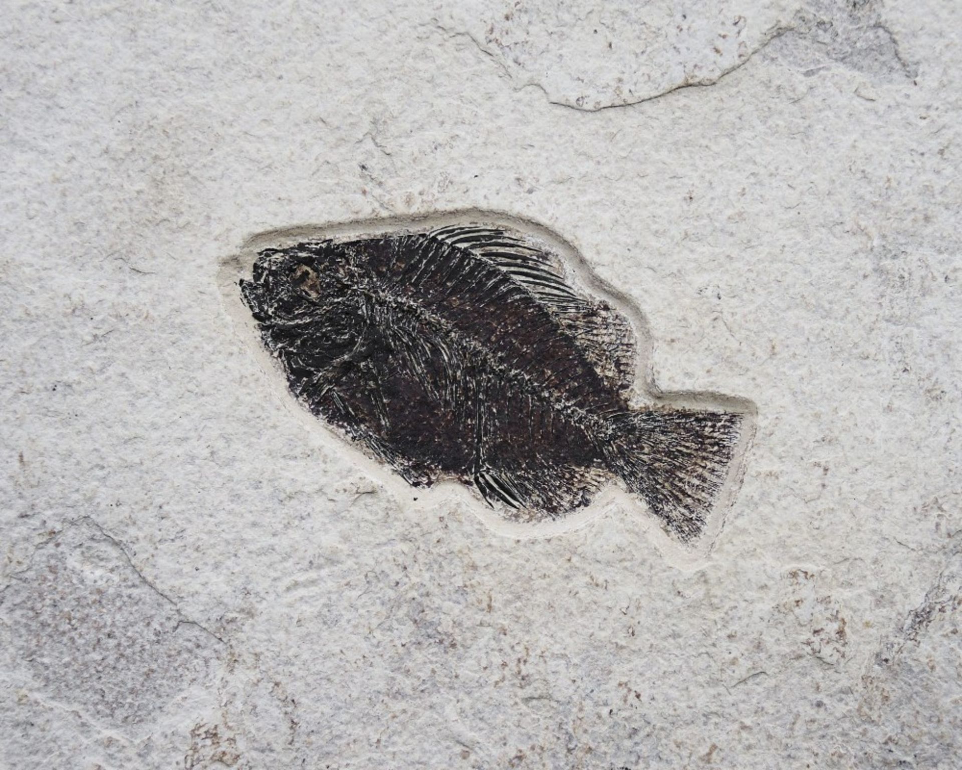 Plaque fossile pr&#233;sentant des poissons et des plantes Fossil Fish Mural With Plants - Bild 3 aus 5