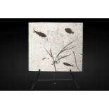 Plaque fossile pr&#233;sentant des poissons et des plantes Fossil Fish Mural With Plants