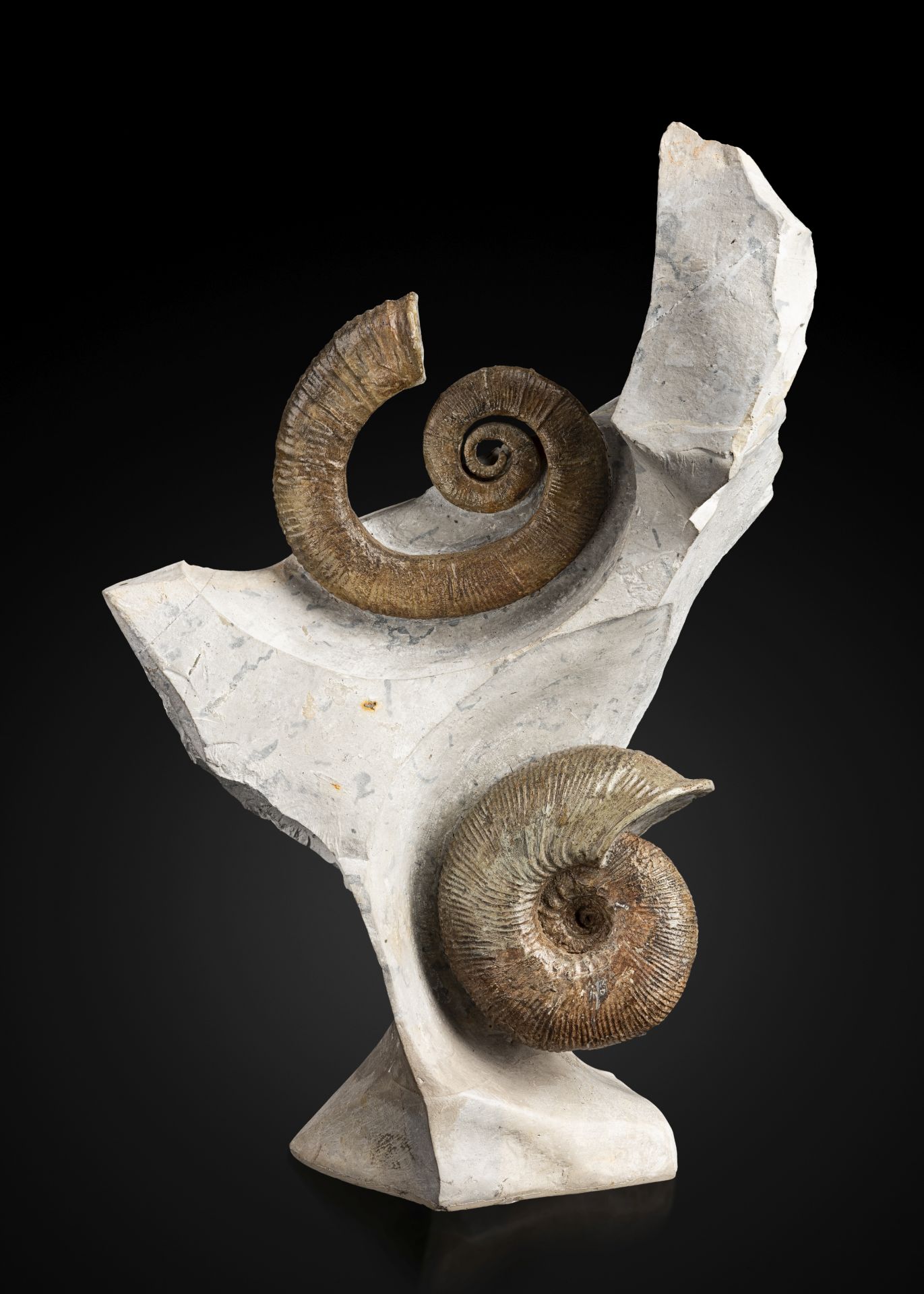 Cluster d'ammonites de France Ammonite Cluster from France